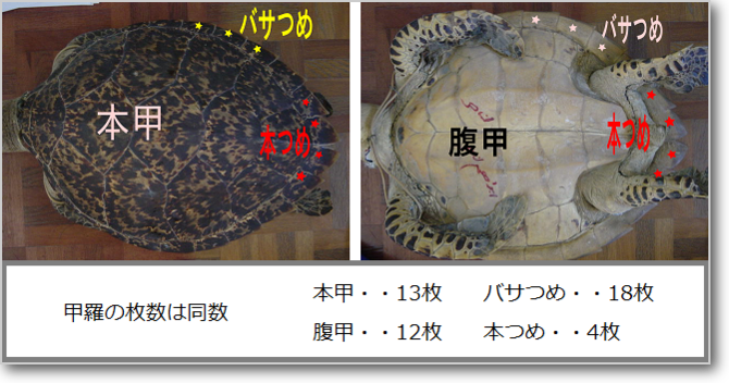 タイマイ タイマイ